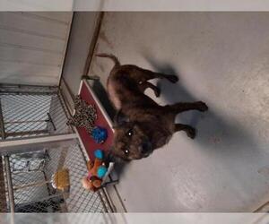 Mutt Dogs for adoption in Iroquois, IL, USA