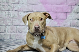 American Pit Bull Terrier-American Staffordshire Terrier Mix Dogs for adoption in Kerhonkson, NY, USA
