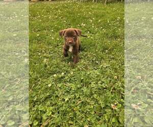 Labrador Retriever-Unknown Mix Dogs for adoption in SHERBURNE, NY, USA