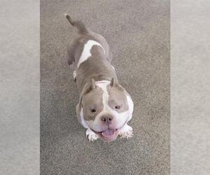 American Bulldog-Unknown Mix Dogs for adoption in Boston, MA, USA