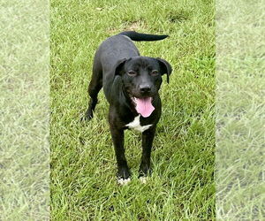 Mutt Dogs for adoption in Eastman, GA, USA