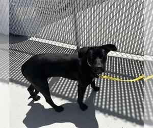 Labrador Retriever Dogs for adoption in HESPERIA, CA, USA