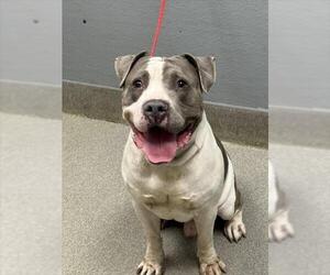 American Pit Bull Terrier-Unknown Mix Dogs for adoption in Las Vegas, NV, USA
