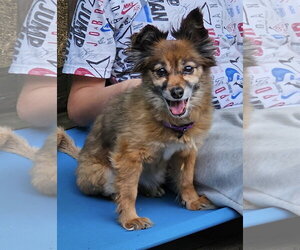 Medium Photo #1 Pomeranian-Unknown Mix Puppy For Sale in Batavia, NY, USA