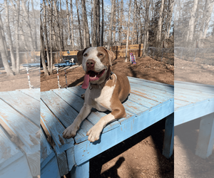 Mutt Dogs for adoption in Greenville, SC, USA