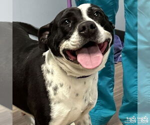 Mutt Dogs for adoption in Washington, DC, USA