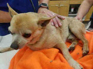 Medium Photo #1 Chihuahua Puppy For Sale in Santa Maria, CA, USA