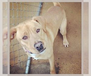 Retriever -Unknown Mix Dogs for adoption in Staley, NC, USA