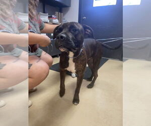 American Pit Bull Terrier-Unknown Mix Dogs for adoption in New Orleans, LA, USA