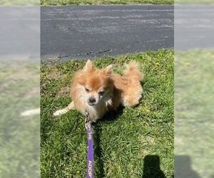 Pomeranian Dogs for adoption in Foristell, MO, USA