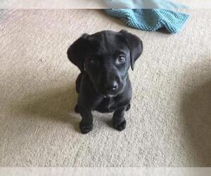 Labrador Retriever Dogs for adoption in Clarksville, MO, USA