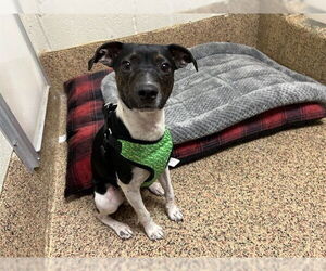 Rat Terrier-Unknown Mix Dogs for adoption in Springfield, MA, USA