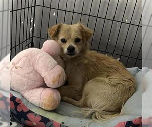 Chihuahua-Unknown Mix Dogs for adoption in Redlands, CA, USA