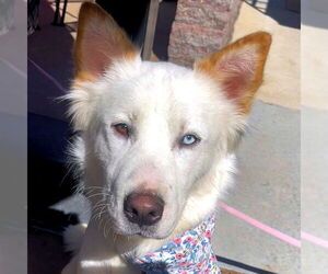 Siberian Husky-Unknown Mix Dogs for adoption in Omaha, NE, USA