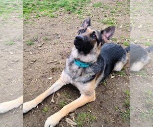 German Shepherd Dog Dogs for adoption in Redmond, WA, USA