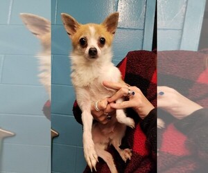 Chihuahua Dogs for adoption in Meridian, MS, USA
