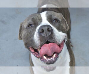 American Pit Bull Terrier-Argentinian Mastiff Mix Dogs for adoption in Pasadena, CA, USA