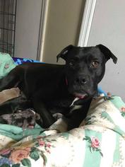 American Bulldog-Unknown Mix Dogs for adoption in Columbus, GA, USA