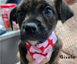 Mastiff-Unknown Mix Dogs for adoption in Albemarle, NC, USA