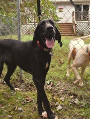 Great Dane Dogs for adoption in Rustburg, VA, USA