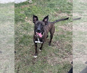 Mutt Dogs for adoption in Evansville, IN, USA