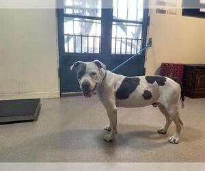 American Pit Bull Terrier-Unknown Mix Dogs for adoption in Pasadena, CA, USA