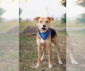 German Shepherd Dog-Unknown Mix Dogs for adoption in Belleville, IL, USA