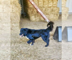 Border Collie Dogs for adoption in Paso Robles, CA, USA