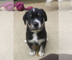 Huskies -Labrador Retriever Mix Dogs for adoption in Raleigh, NC, USA