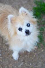 Pomeranian Dogs for adoption in Cokato, MN, USA