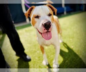 American Pit Bull Terrier-Unknown Mix Dogs for adoption in Orlando, FL, USA