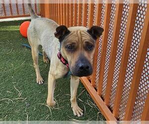 Chinese Shar-Pei-Labrador Retriever Mix Dogs for adoption in Las Vegas, NV, USA