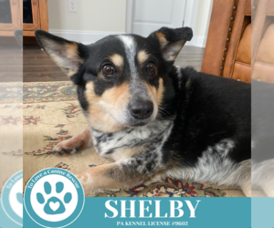 Pembroke Welsh Corgi-Unknown Mix Dogs for adoption in Kimberton, PA, USA