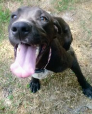 Weimaraner Dogs for adoption in Blacksburg, SC, USA