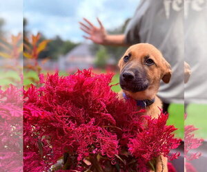 Mutt Dogs for adoption in Stevens Point, WI, USA