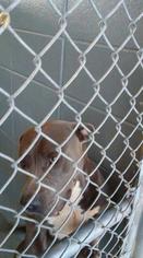 American Pit Bull Terrier Dogs for adoption in Waycross, GA, USA