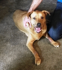 Goldmaraner Dogs for adoption in Evergreen, CO, USA
