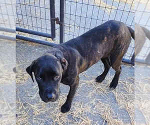 Mastiff Dogs for adoption in Russellville, KY, USA