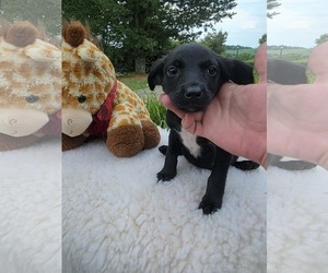 Labrador Retriever-Unknown Mix Dogs for adoption in SHERBURNE, NY, USA