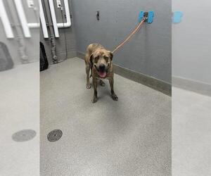American Pit Bull Terrier-Unknown Mix Dogs for adoption in Las Vegas, NV, USA