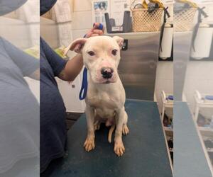 Dogo Argentino-Unknown Mix Dogs for adoption in Mobile, AL, USA