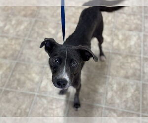 American Staffordshire Terrier Dogs for adoption in Raleigh, NC, USA