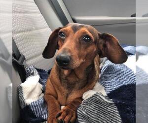 Dachshund Dogs for adoption in Newaygo, MI, USA