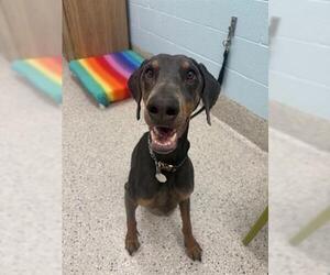 Doberman Pinscher Dogs for adoption in Brighton, CO, USA