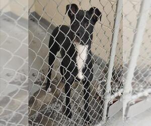 Labrador Retriever-Unknown Mix Dogs for adoption in Anchorage, AK, USA