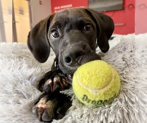 Labrador Retriever Dogs for adoption in Dedham, MA, USA