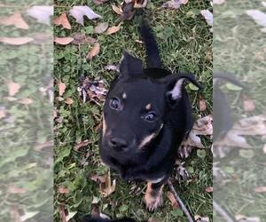 Chipin Dogs for adoption in Palatine/Kildeer/Buffalo grove, IL, USA