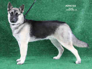 Medium Photo #1 German Shepherd Dog Puppy For Sale in Hanford, CA, USA