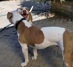 Bull Terrier Dogs for adoption in Richmond, CA, USA