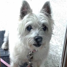 Cairn Terrier Dogs for adoption in Romoland, CA, USA